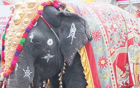 Royalty Gaja (Elephant) Pooja