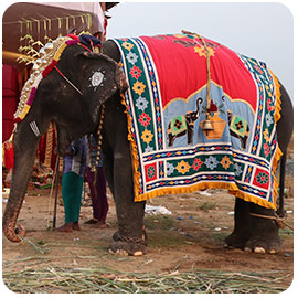 Sponsoring 1 Elephant for the Event