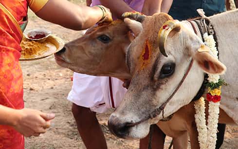 Gho (Cow) Pooja