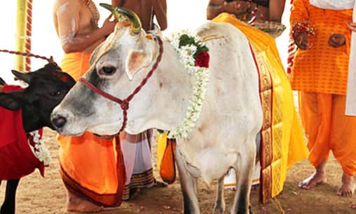 Kamadhenu Archana (Pooja to Wish-Fulfilling Cow) & Cow Feeding
