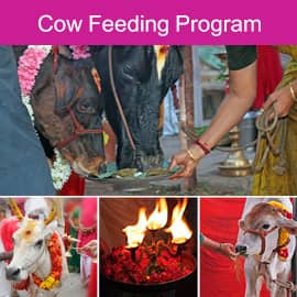 Cow Feeding Program