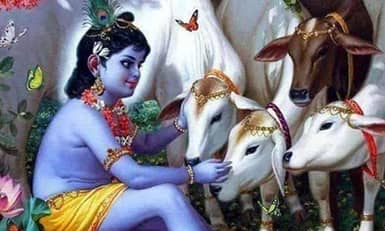 Krishna Recommends Cow Feeding