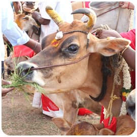 பசுவிற்கு உணவளிக்கும் திட்டம் 