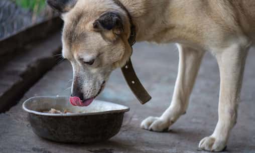 Dog Feeding (Once Per Month)