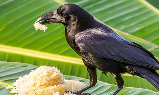 Crow Feeding