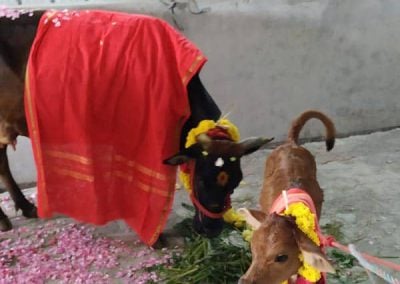 Cow Donation