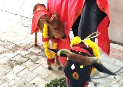 Cow Donation
