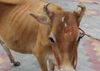 Cow Donation