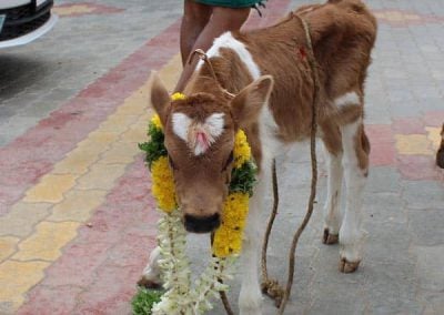 Cow Donation