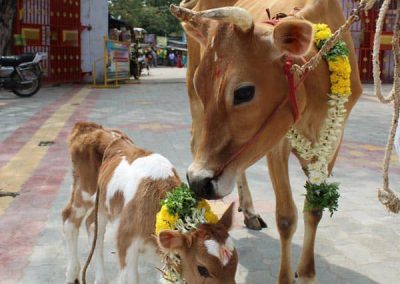 Cow Donation