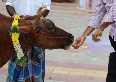 Cow Donation