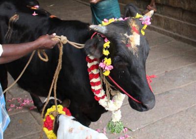 Cow Donation