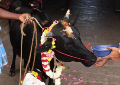 Cow Donation