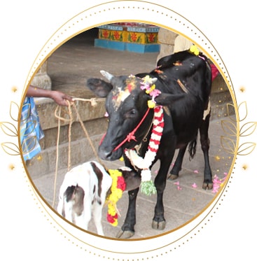 Cow Donation