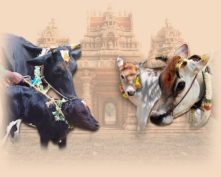 Cow Donation