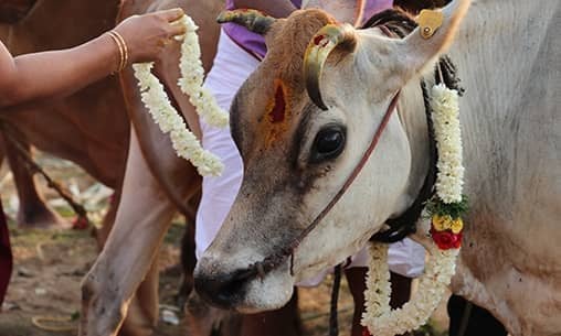 Gho (Cow) Pooja & Gho (Cow) Feeding Gho (Cow) Pooja & Gho (Cow) Feeding
