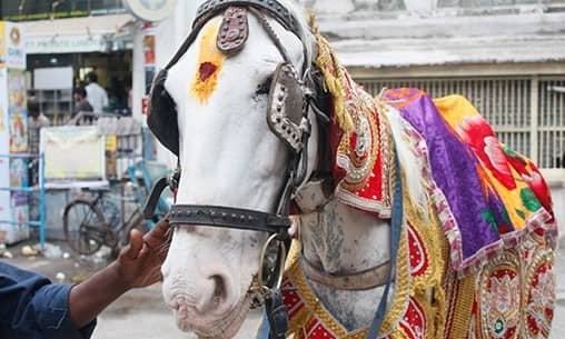 Ashwa (Horse) Pooja at Kumbakonam Powerspot