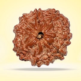 Rudraksha- 9 Faces