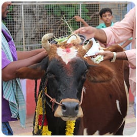 Cow Donation Cow Donation