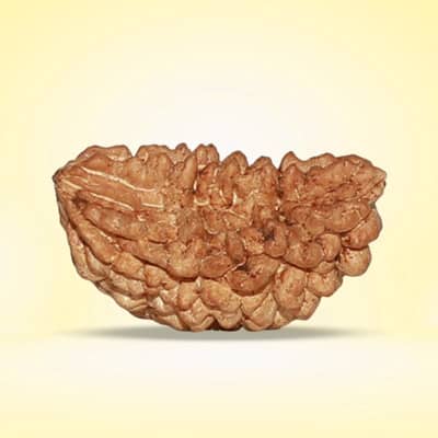 Rudraksha- 1 Face