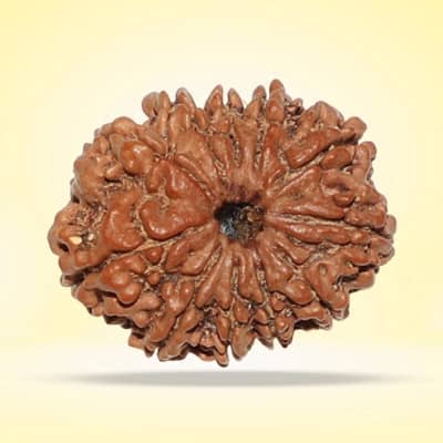 Rudraksha- 11 Faces