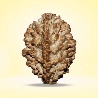 Rudraksha- 2 Faces