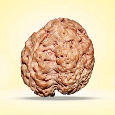 Rudraksha- 3 Faces