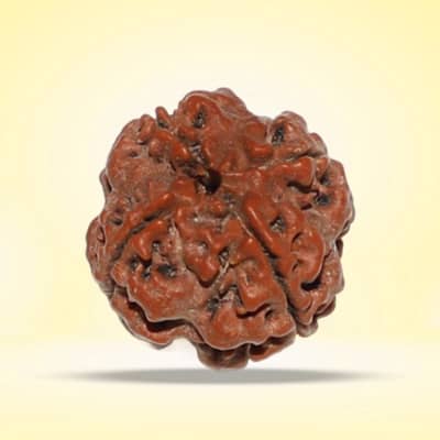 Rudraksha- 4 Faces