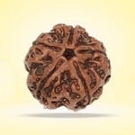 Rudraksha: 5 Faces