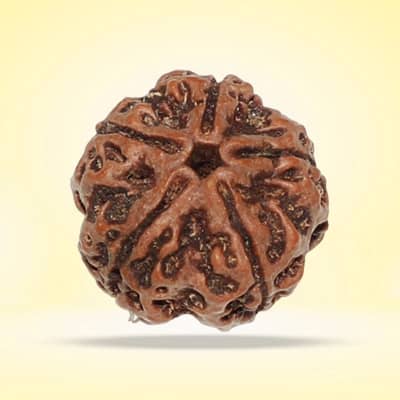 Rudraksha- 5 Faces