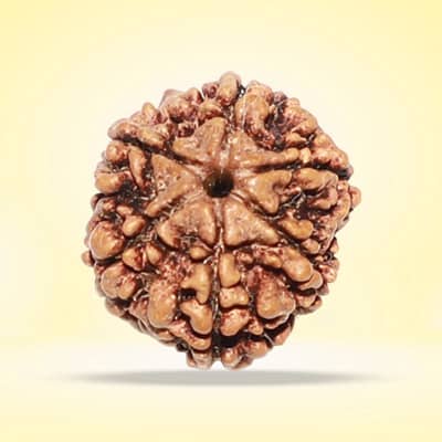 Rudraksha- 6 Faces