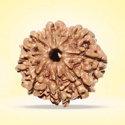 Rudraksha- 8 Faces