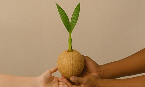 Donation-of-Coconut-Embryos Donation of 27 Coconut Embryos (In Saplings) to Ganesha Powerspot