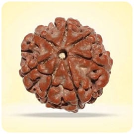 Rudraksha Beads Rudraksha Beads