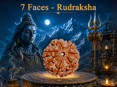 7 Faces Rudraksha