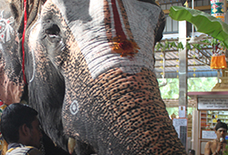 Sugarcane Feeding