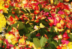 Bilva Archana Bilva Archana