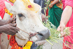 கோ (பசு) பூஜை மற்றும் பசுவுக்கு உணவளித்தல்