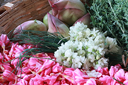 केरल मंदिर में सौर सूक्त पुष्पांजली और आलरूपम उपासना 