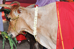 	गो (गाय) पूजा 