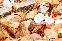 गणेश मंदिर में बाधाओं को हटाने वाले नारियल तोड़ना 