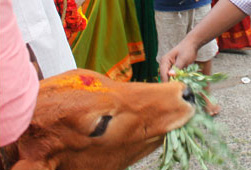 Cow Feeding