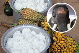 Elephant Food Feeding