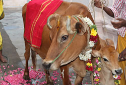 Gho (Cow) Pooja