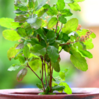 Tulsi Mantra