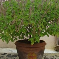 Tulsi