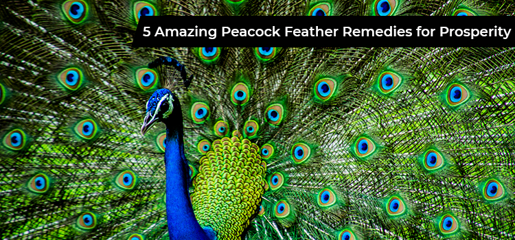 5 Amazing Peacock Feather Remedies